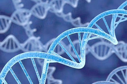 Effect of 2'-TBDMS-rC(Ac) Phosphoramidite on RNA Stability and Function